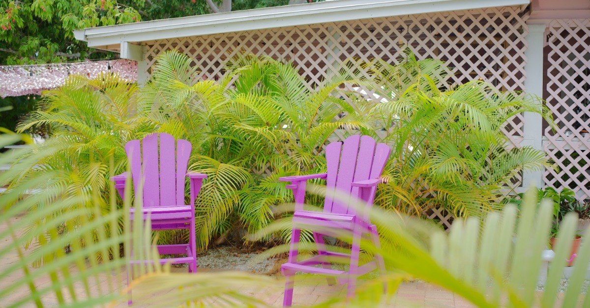 Two purple Adirondack chairs on a paved patio surrounded by leafy palm plants in front of a beige lattice fence.