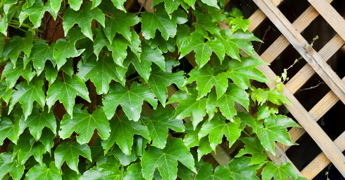 Green ivy leaves covering most of a wooden garden trellis with diagonal lattice strips visible along the right side.