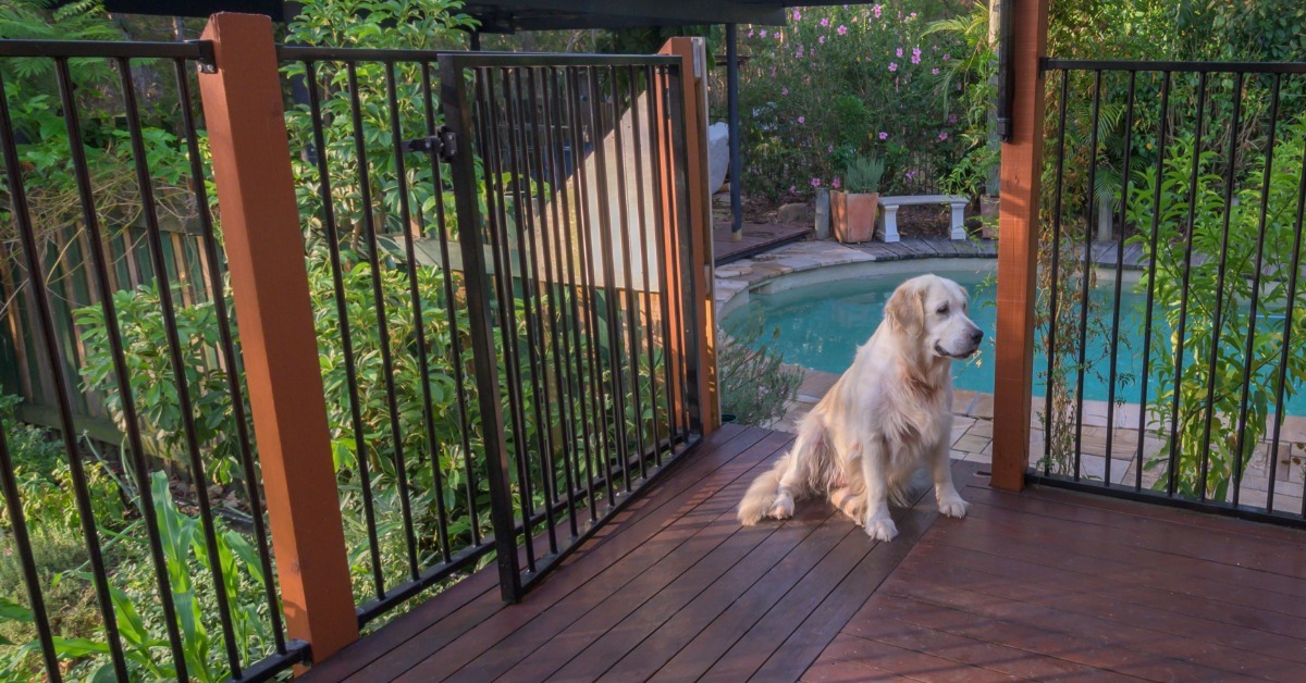 A golden retriever sitting on a wooden deck beside an open black gate, with a swimming pool behind it.